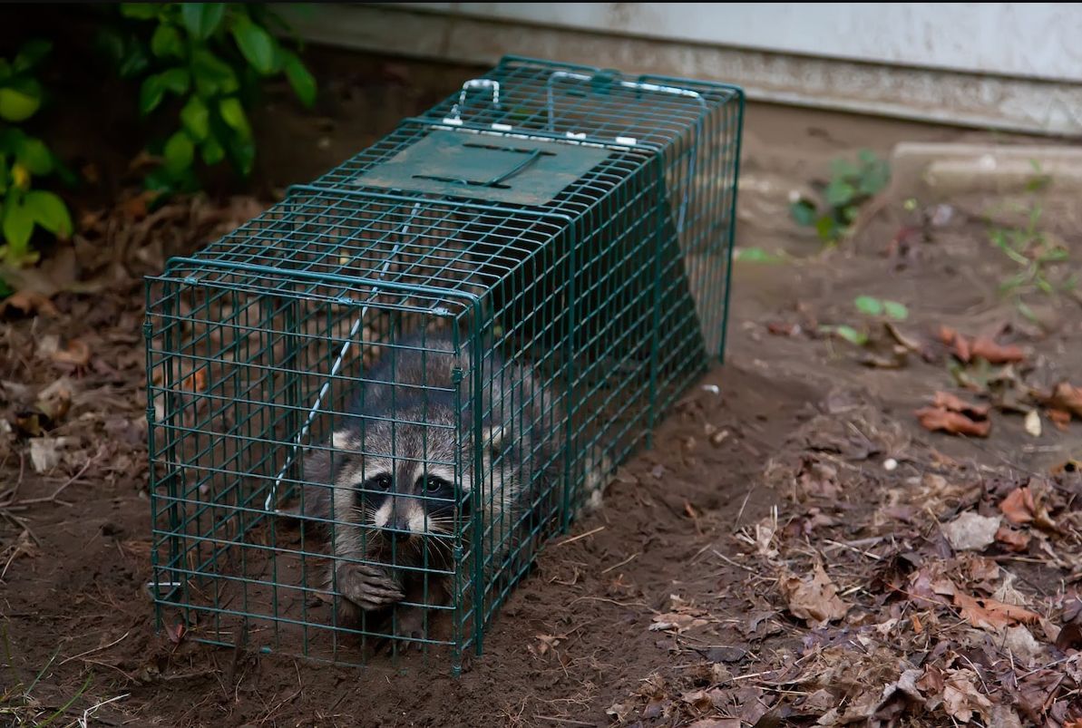 Small black-and-white ferret clings to a wire cage, looking through the bars.