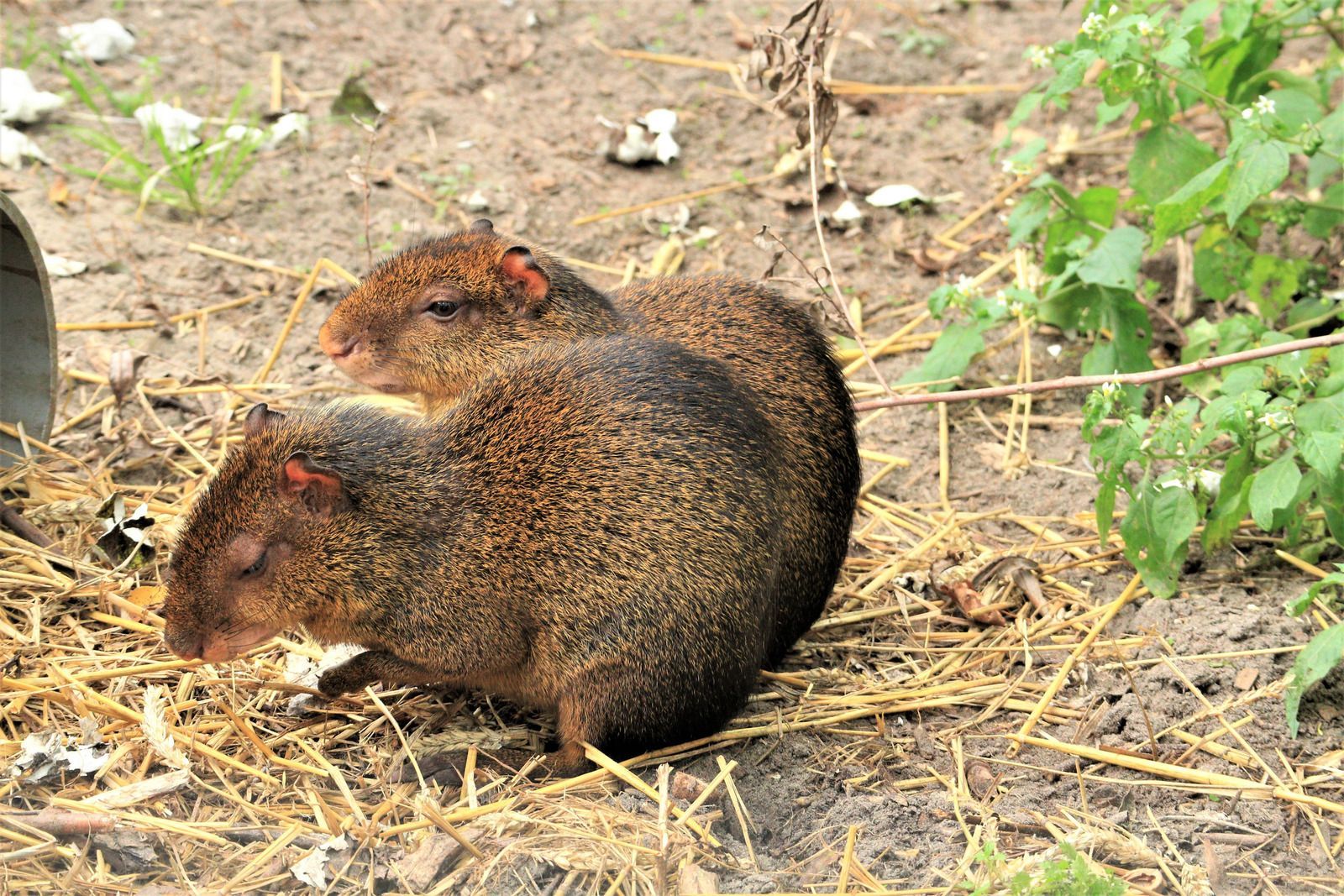 Two small brown rodents sitting on dirt and straw near green plants