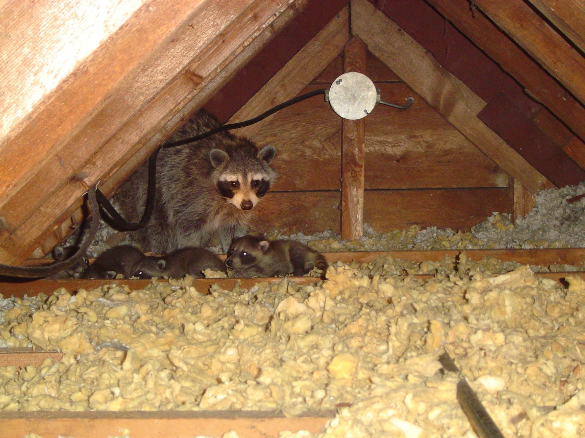 Damaged asphalt roof shingles with missing patches and exposed underlayment