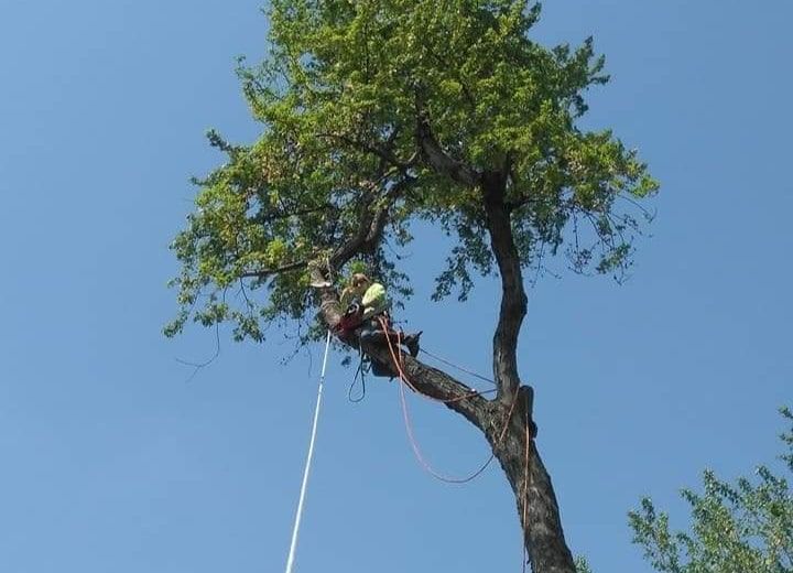 Coastal Tree Trimmers Tree Trimming & Tree Removal Services