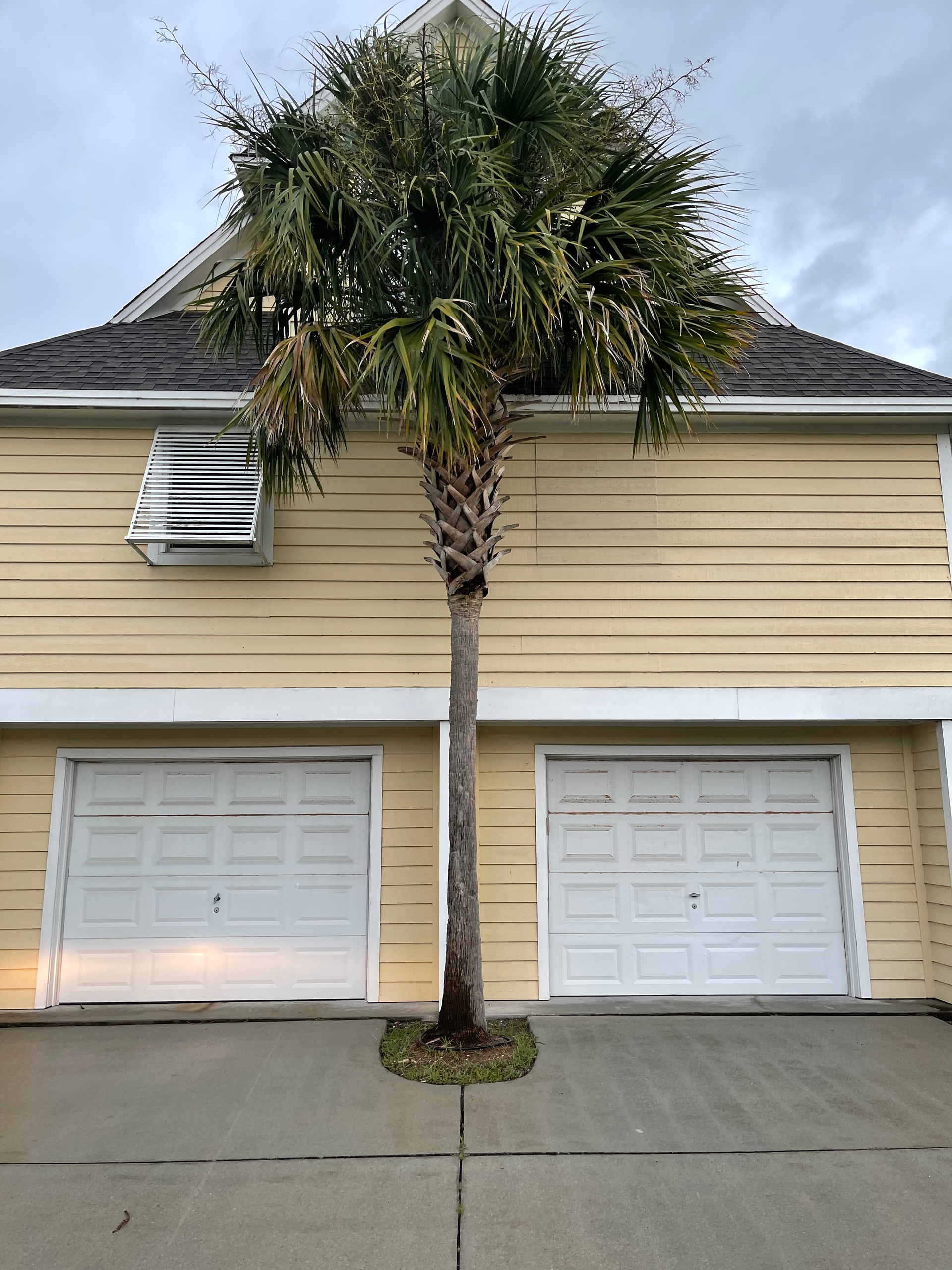 Coastal Tree Trimmers, emergency tree services, tree trimming, tree pruning, trim my trees, best tree trimming company, trim trees wilmington