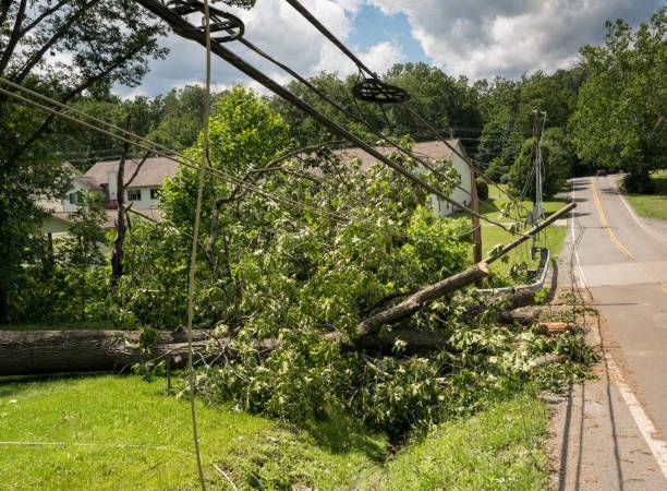 Coastal Tree Trimmers, emergency tree services, tree trimming, tree pruning, tree removal, stump grinding, land clearing, lot clearing, tree planting