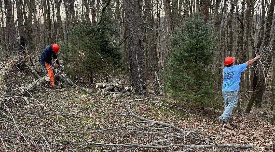 Coastal Tree Trimmers, emergency tree services, tree trimming, tree pruning, tree removal, stump grinding, land clearing, lot clearing, tree planting service