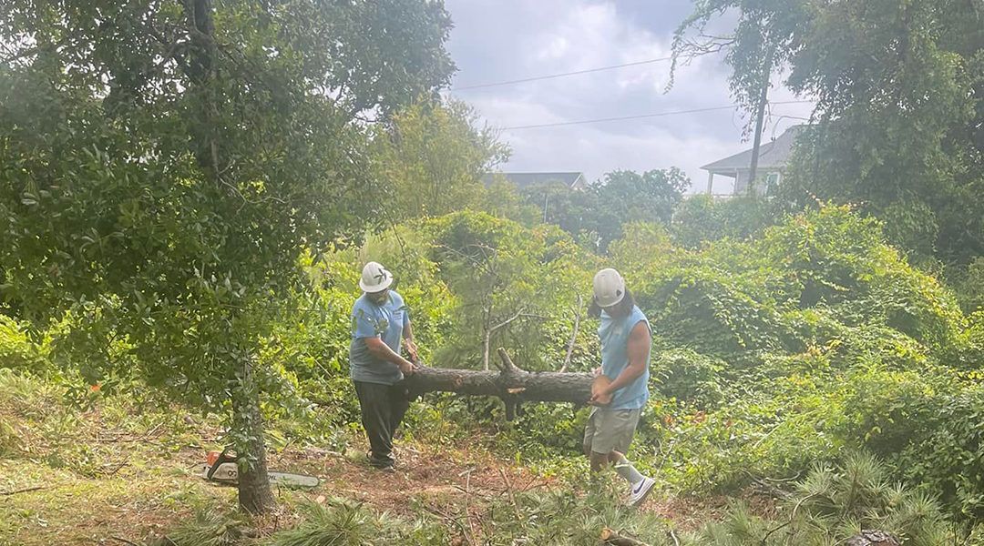 Coastal Tree Trimmers, emergency tree services, tree trimming, tree pruning, tree removal, stump grinding, land clearing, lot clearing, tree planting service