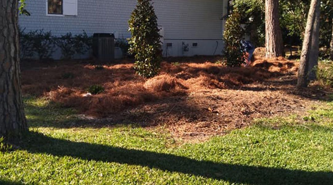 Coastal Tree Trimmers, emergency tree services, tree trimming, tree pruning, tree removal, stump grinding, land clearing, lot clearing, tree planting service