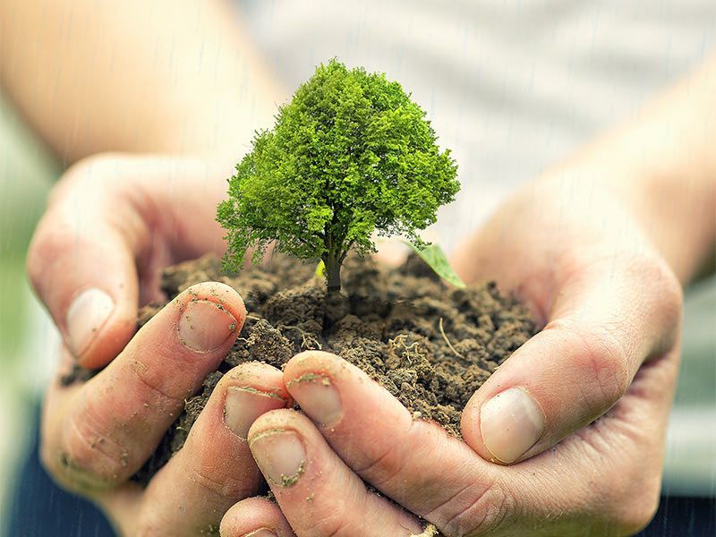 Coastal Tree Trimmers, emergency tree services, tree trimming, tree pruning, tree removal, stump grinding, land clearing, lot clearing, tree planting service, best tree planting near me, plant trees on my property wilmington