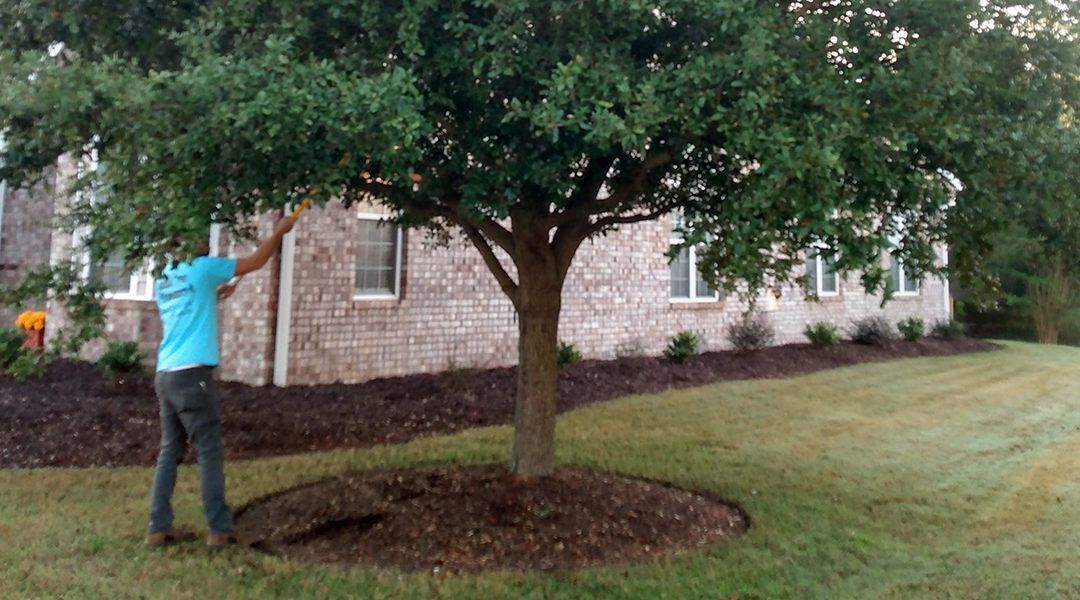 Coastal Tree Trimmers, emergency tree services, tree trimming, tree pruning, tree removal, stump grinding, land clearing, lot clearing, tree planting service