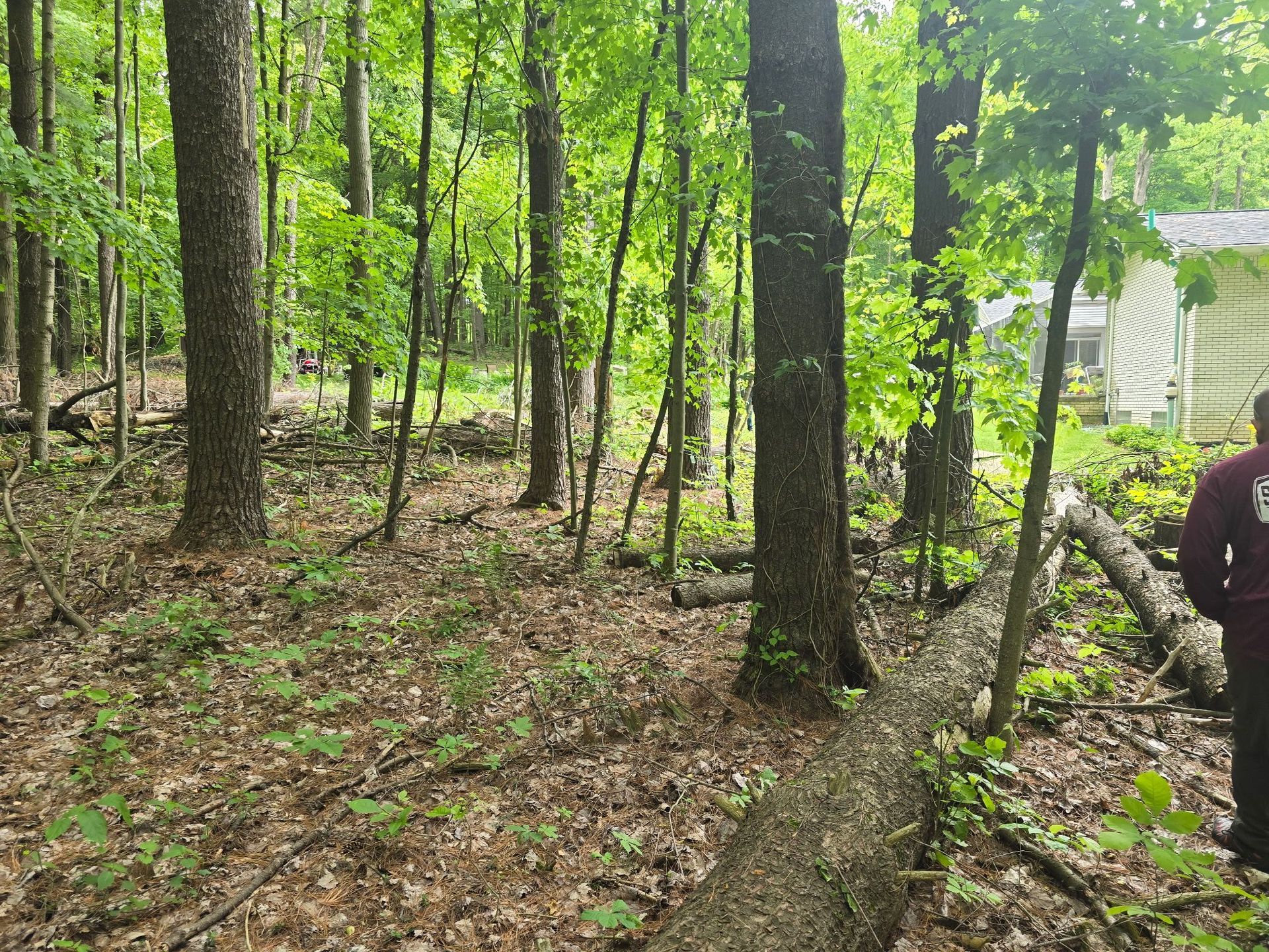 A person in a maroon shirt stands near a fallen tree in a sunny, wooded area next to a house.