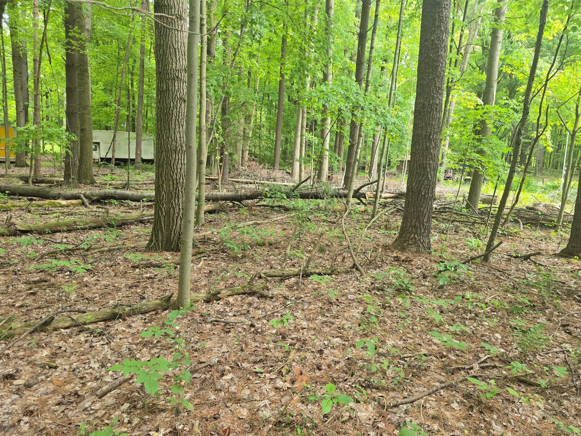 A view through a lush green forest with fallen branches on the leaf-covered ground and a light-colored structure beyond.