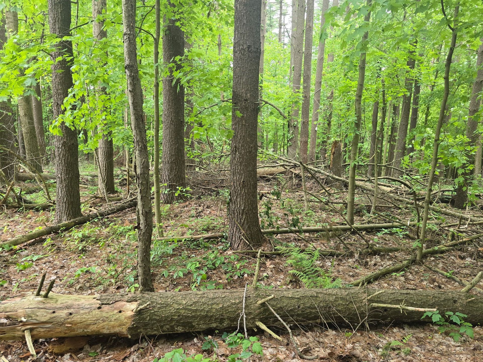 A forest scene with tall trees, lush green foliage, and fallen logs scattered across the leaf-covered ground.