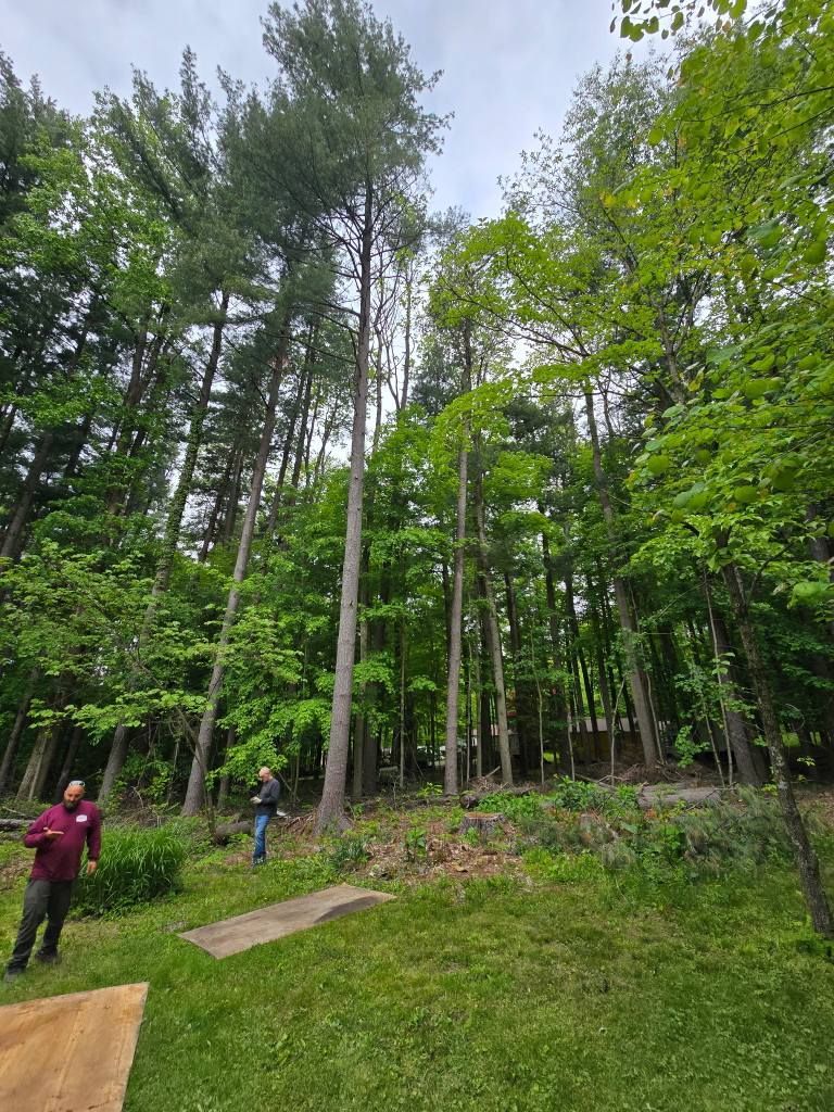 Two people standing on a grassy slope near a dense forest with tall, mature pine and deciduous trees.