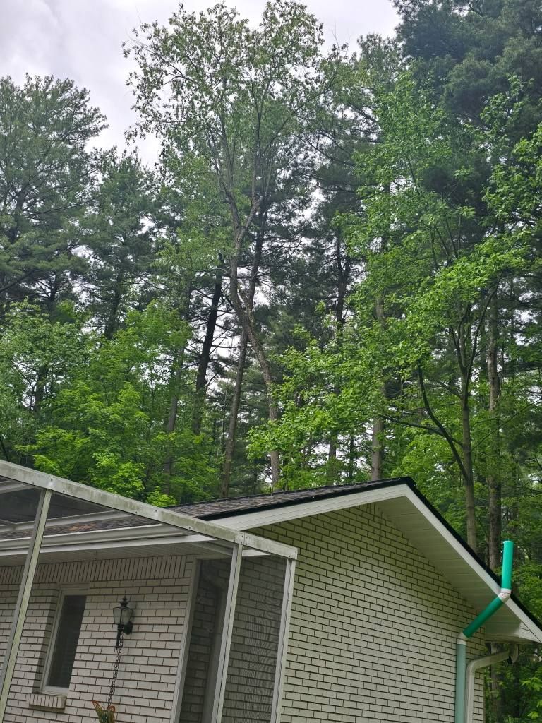 A white brick house with a screened porch sits in front of tall, green deciduous and evergreen trees under a cloudy sky.
