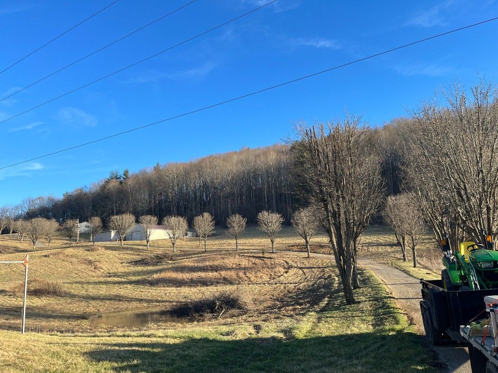 A sunny field with a hill covered in bare trees, power lines above, and a road.
