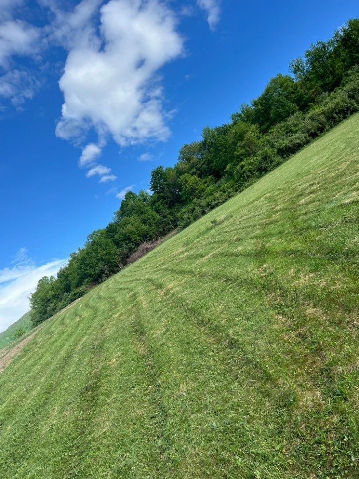 Green grassy hillside with a line of trees against a bright blue sky with clouds.