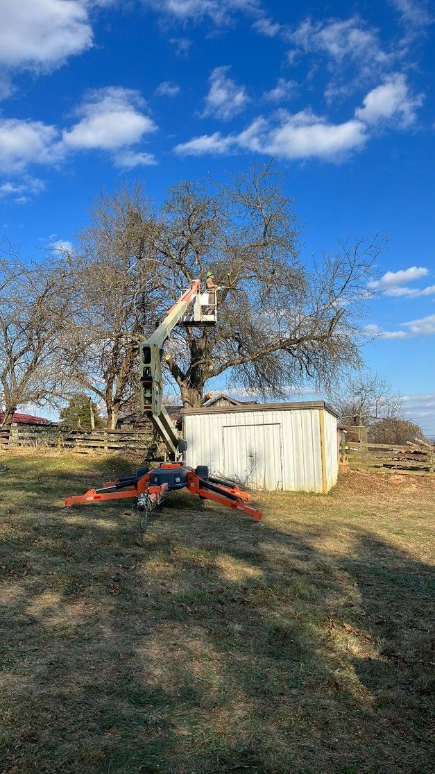 A person in a bucket lift prunes a bare tree on a sunny day near a white shed and grassy field.