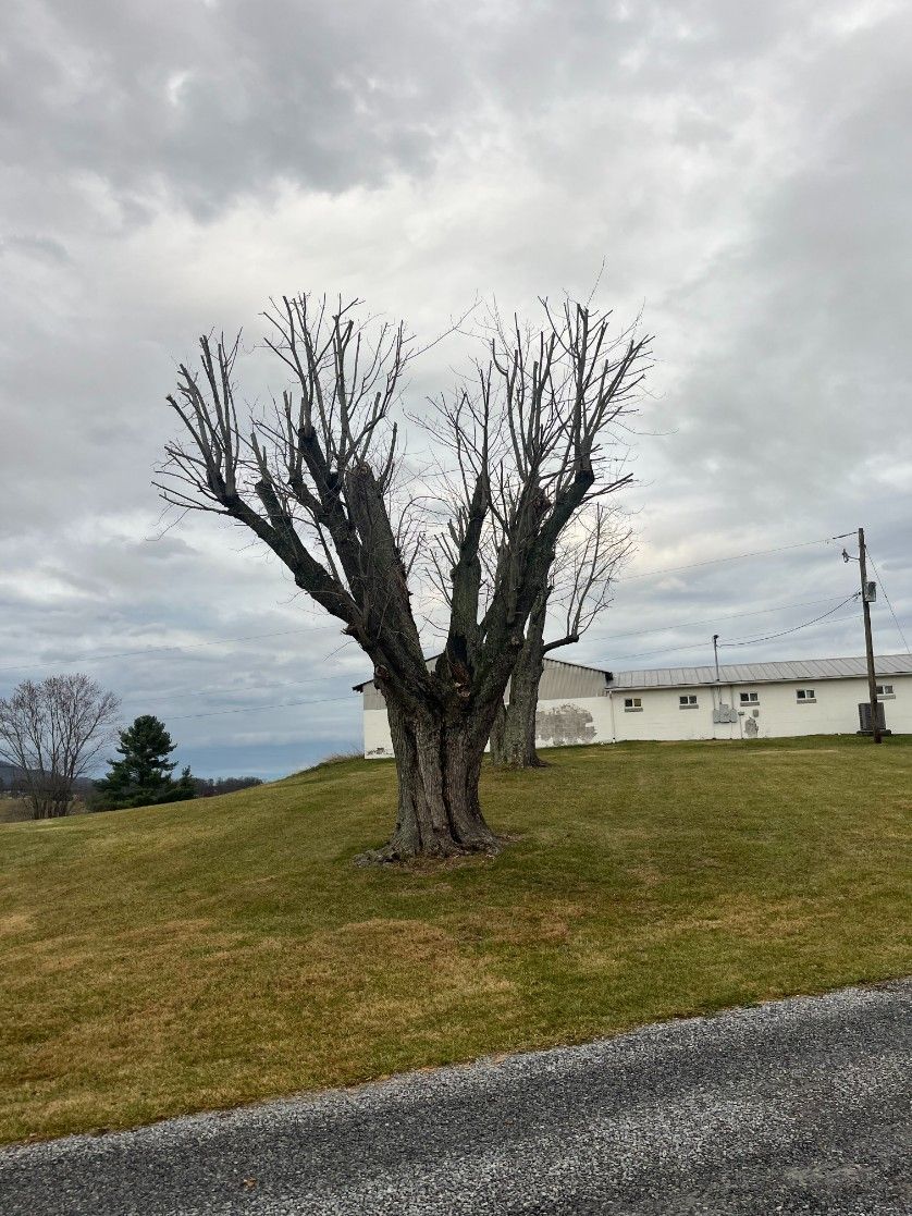 Tree with pruned branches on a grassy hill; a white building is in the background beneath a cloudy sky.
