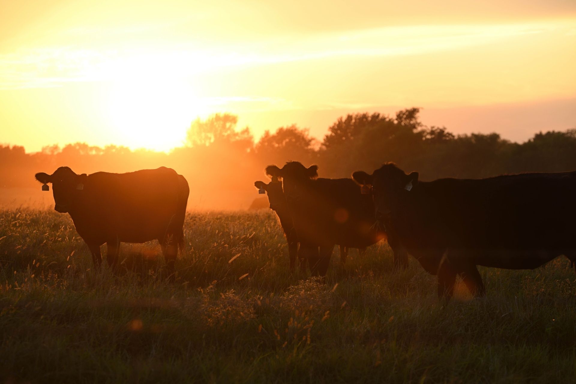 Cattle grazing in a field at sunset, silhouetted against a warm orange sky.