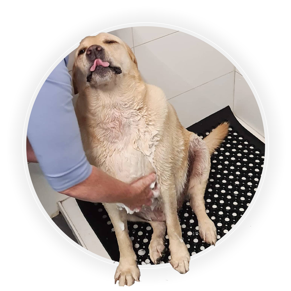 DIY Dog Wash & Retail Water Walkies