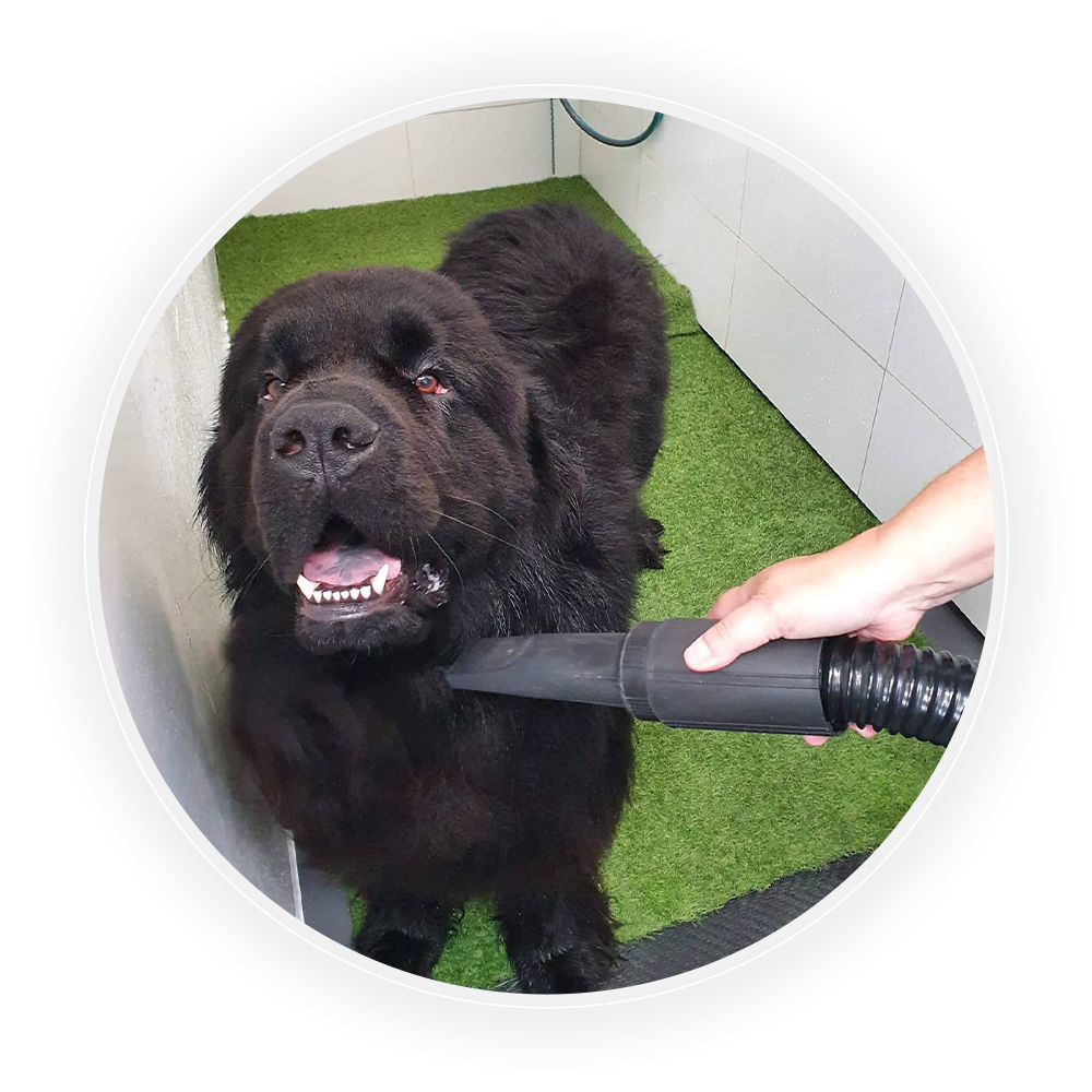 DIY Dog Wash & Retail Water Walkies