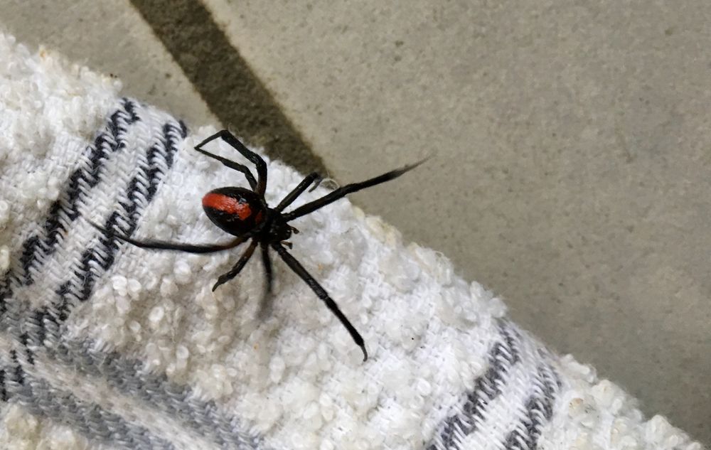 Black spider with red hourglass on a white and gray towel. — Bug Crazy Pest Control in Port Macquarie, NSW