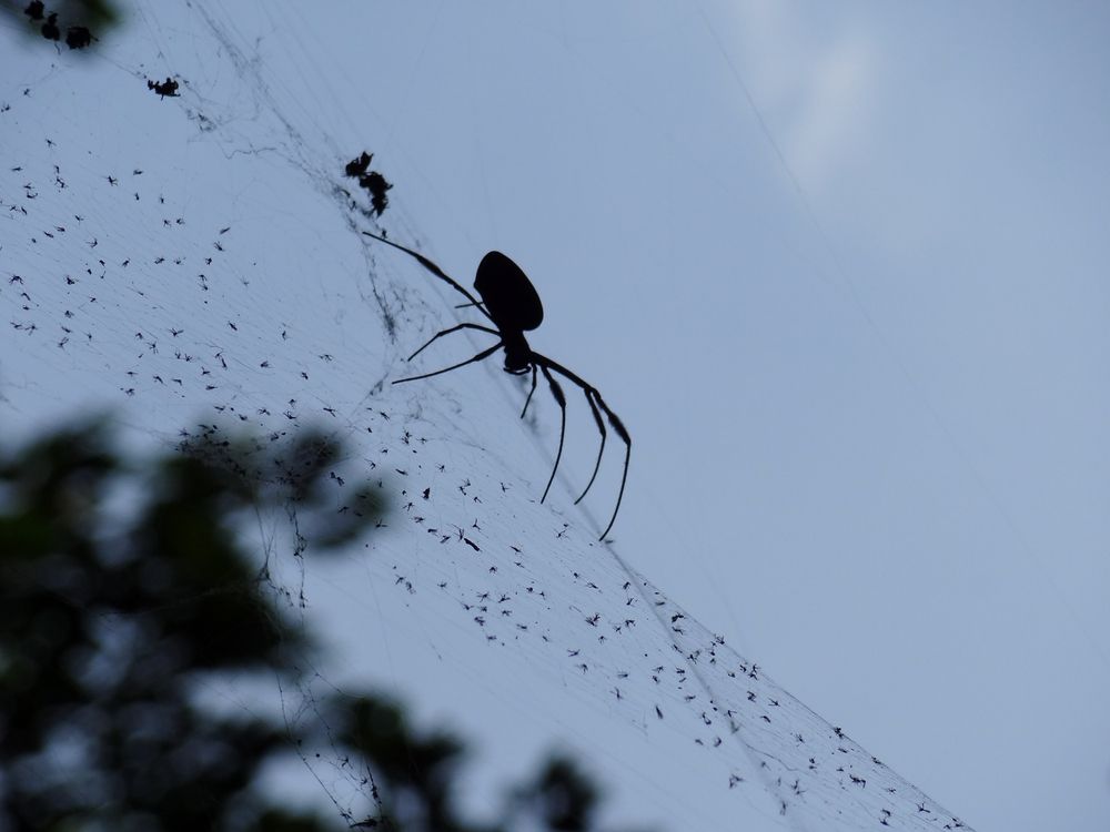 A large spider crawling on a web surrounding by lots of tiny spiders and trapped bugs— Bug Crazy Pest Control in South West Rocks, NSW