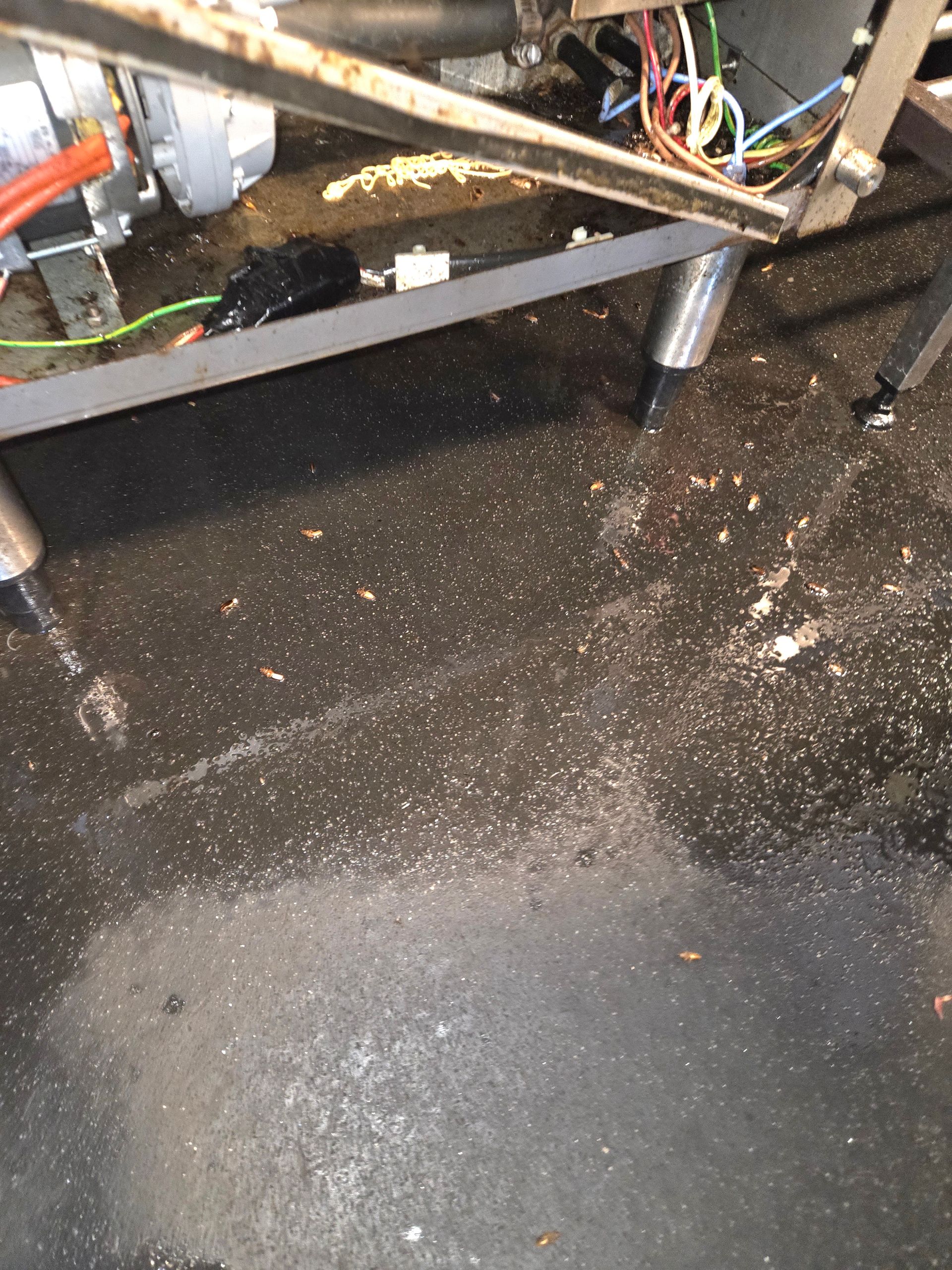 A Man is Spraying Cockroaches in a Living Room — Bug Crazy Pest Control in Port Macquarie, NSW