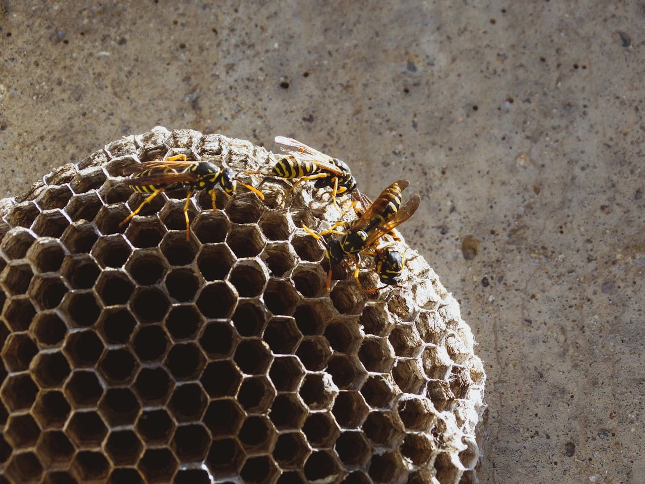 Three wasps standing on top of a wasp nest — Bug Crazy Pest Control in Port Macquarie, NSW
