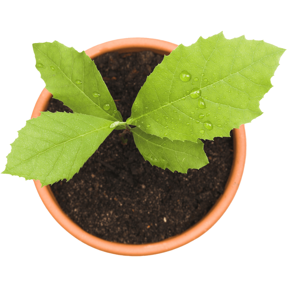 Plant on Pot – Holland, OH – City Tree Service Plant on Pot – Holland, OH – City Tree Service