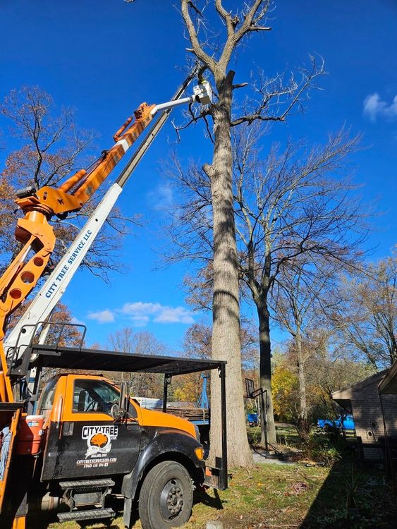 Plant Growing From Soil – Holland, OH – City Tree Service Plant Growing From Soil – Holland, OH – City Tree Service