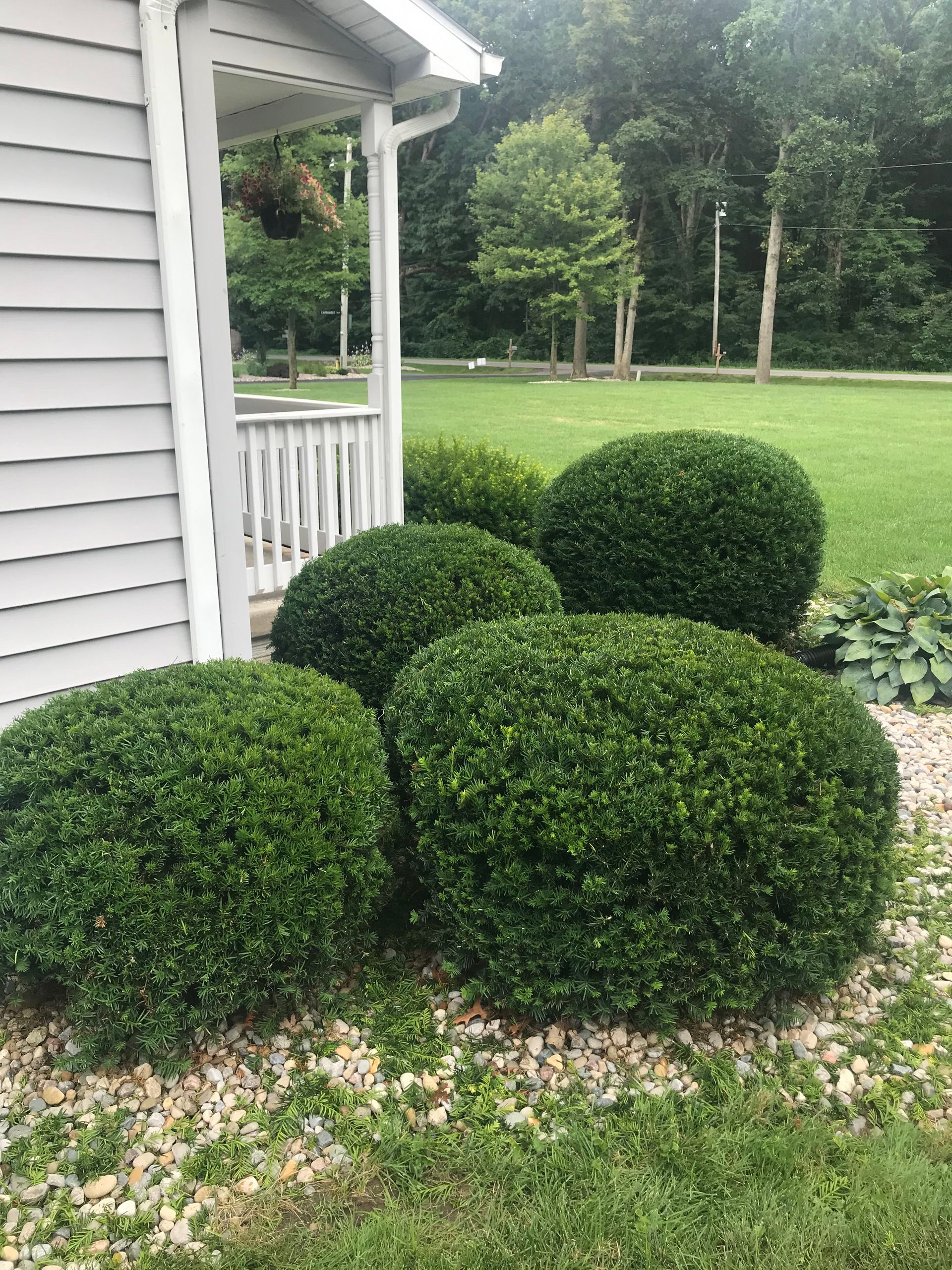 Dwarf English Boxwood – Holland, OH – City Tree Service Dwarf English Boxwood – Holland, OH – City Tree Service