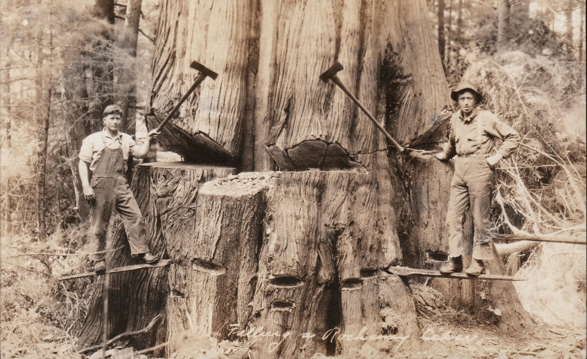 Two men standing on a giant cut tree stump in a forest, holding tools near a fallen log.