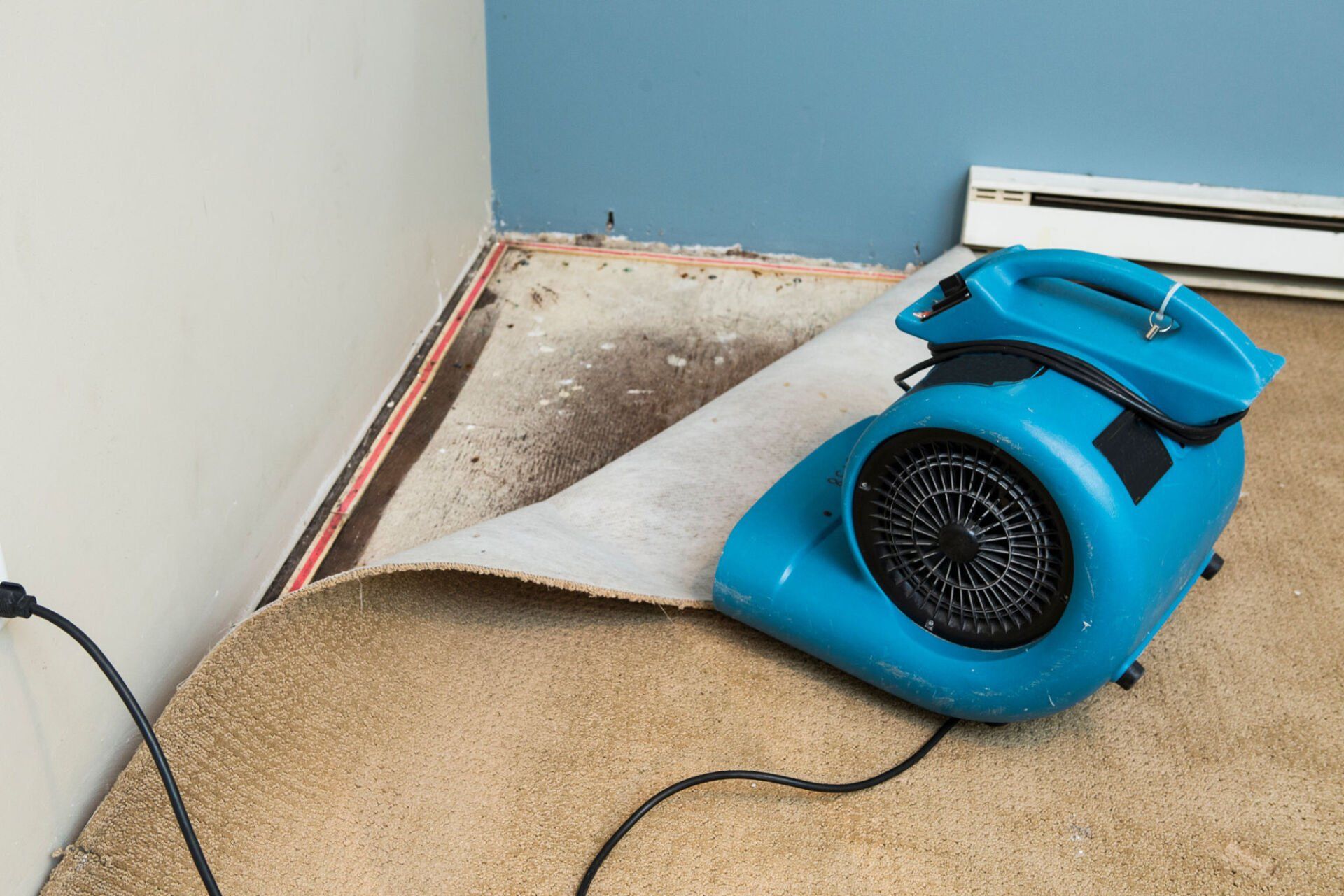 Blue fan drying up a water-damaged carpet in a room.