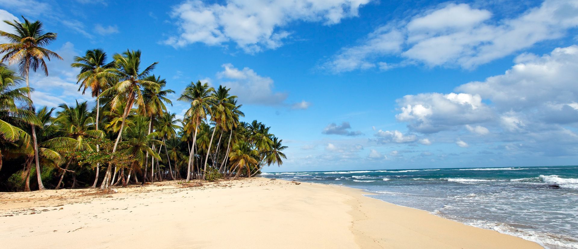 A tropical beach with palm trees and waves on a sunny day.