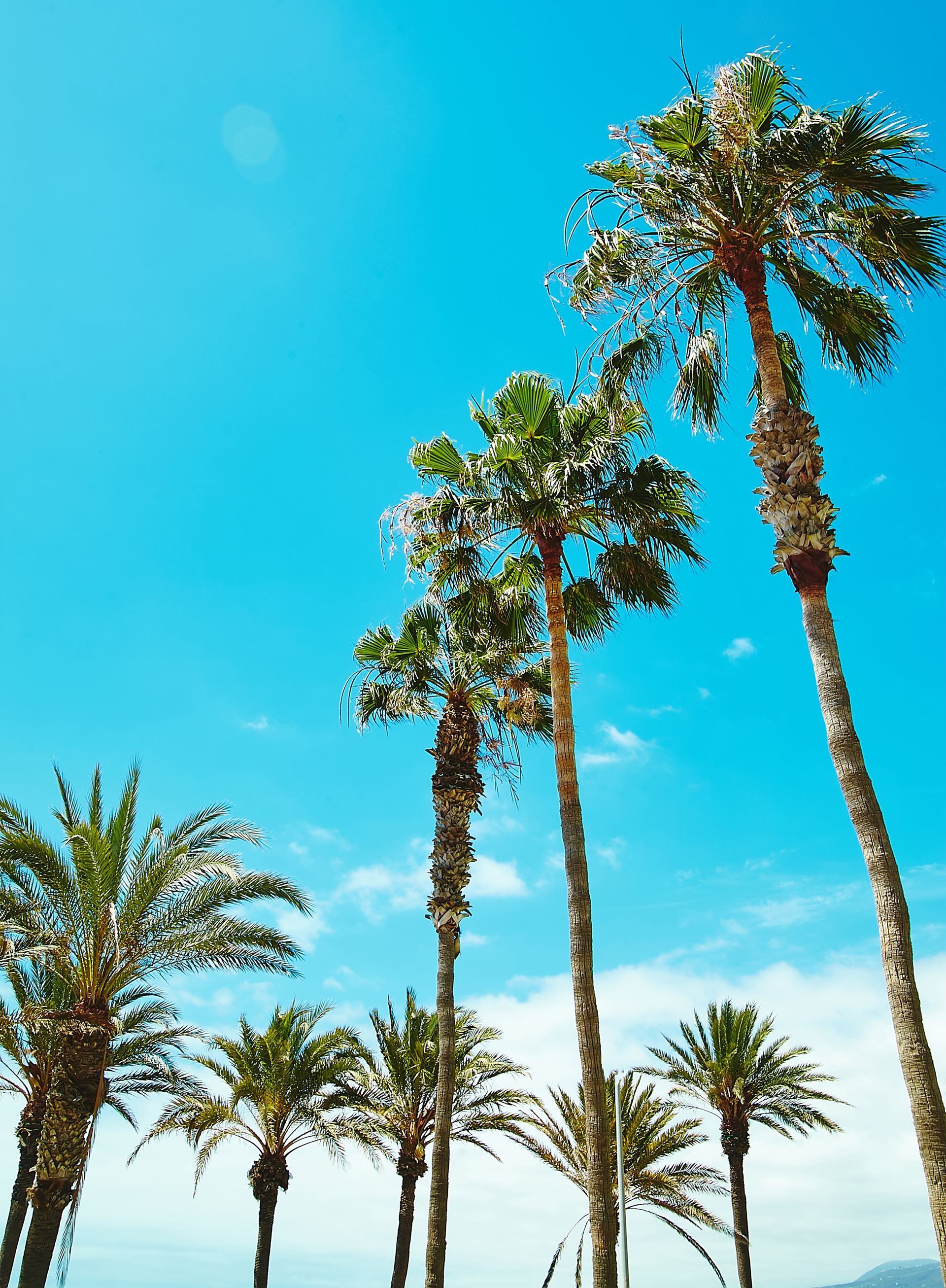 A row of palm trees against a blue sky