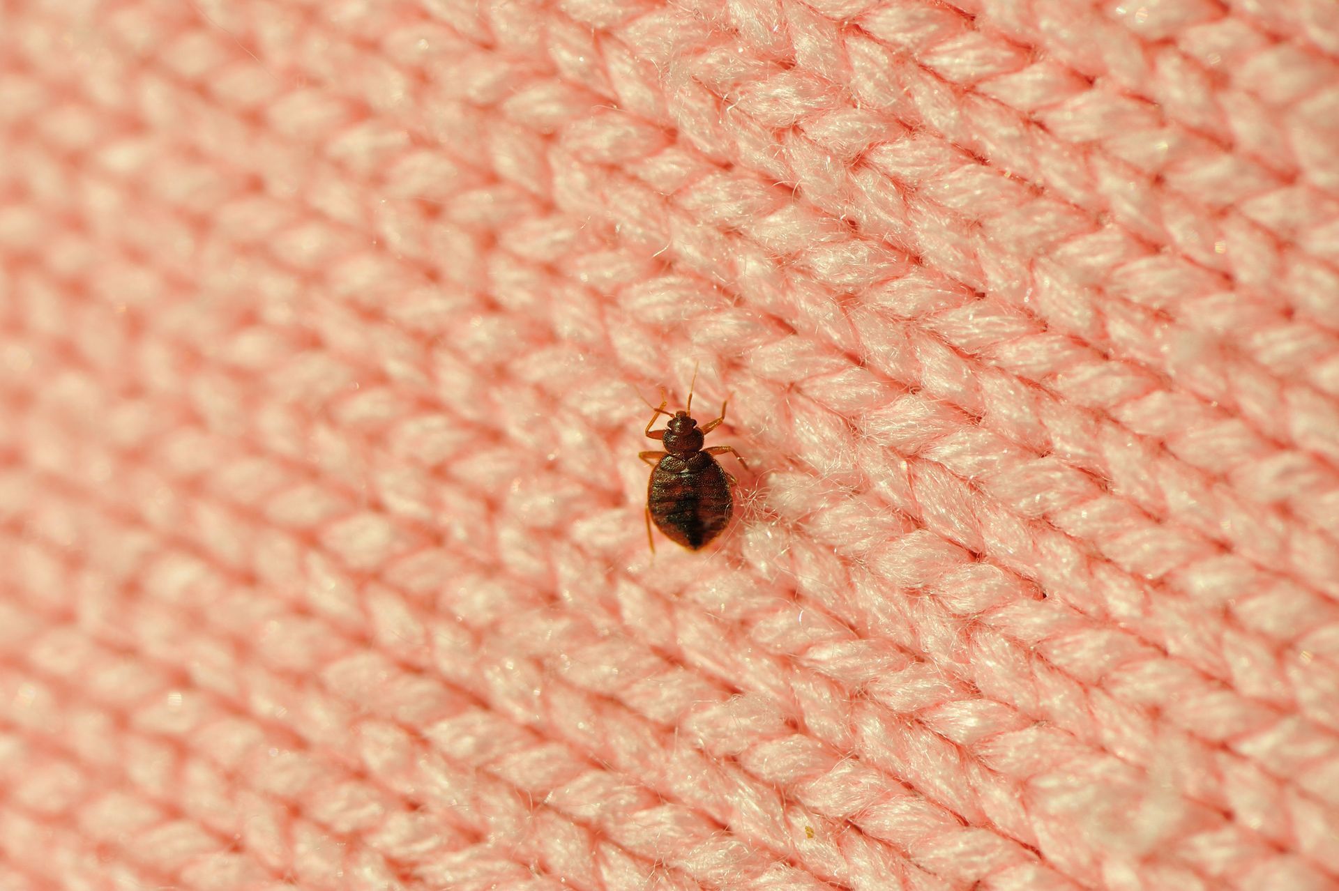 A bed bug is crawling on a pink sweater.