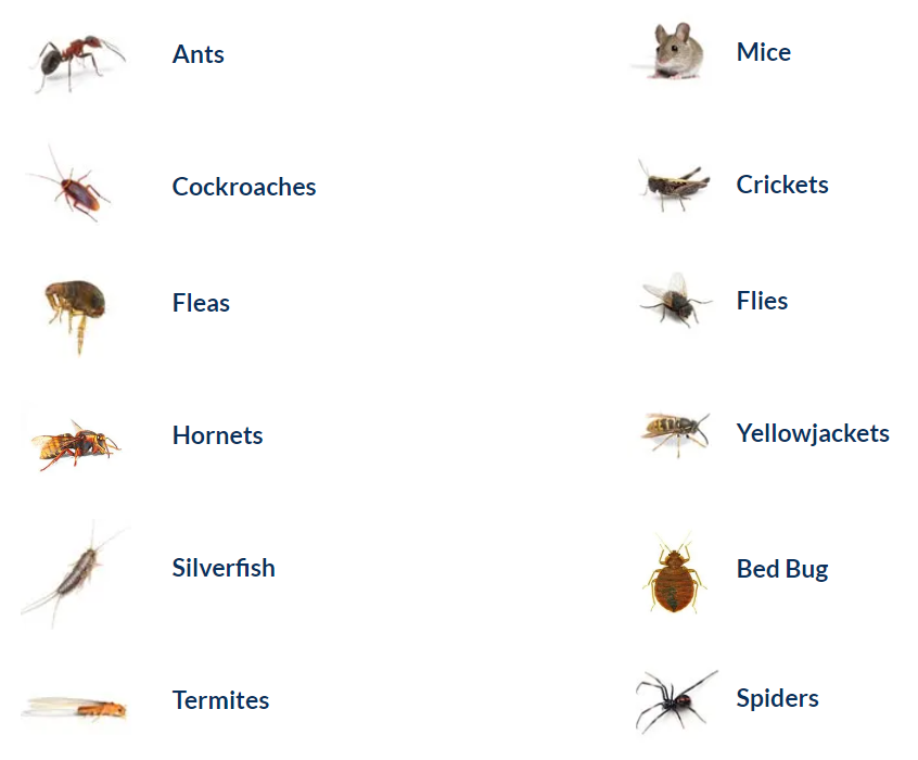 There are many different types of insects in this picture. There are many different types of insects in this picture.