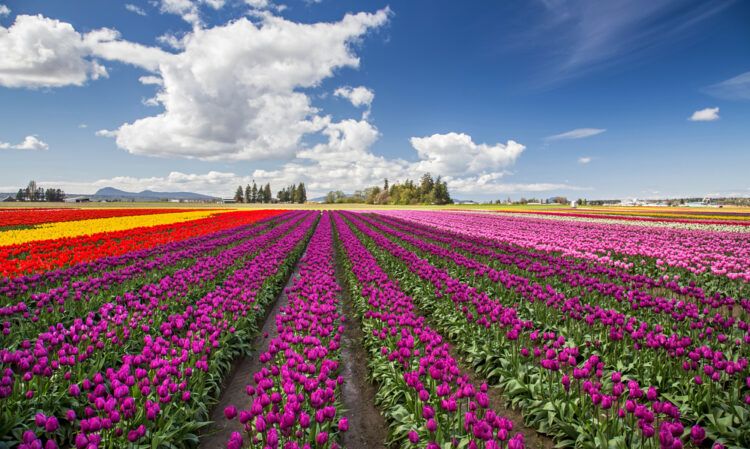 Skatit Valley Tulips