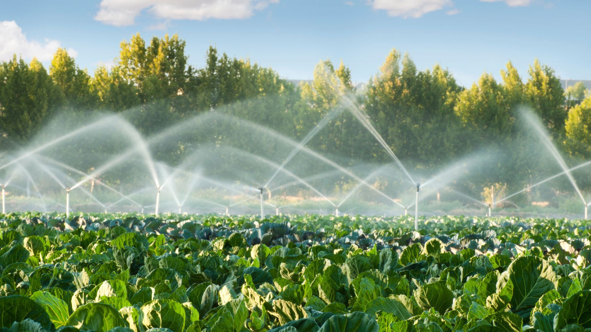 Choosing the Best Type of Irrigation System for Your Needs