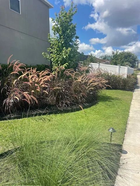 Lush green lawn with ornamental grasses and reddish-purple fountain grass.