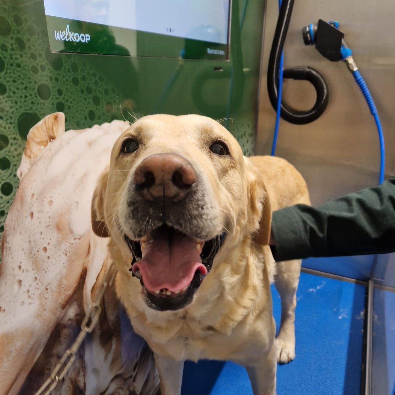 Een vrolijke, crèmekleurige hond staat lachend in een verzorgingsbad, met de waterslang vlakbij.