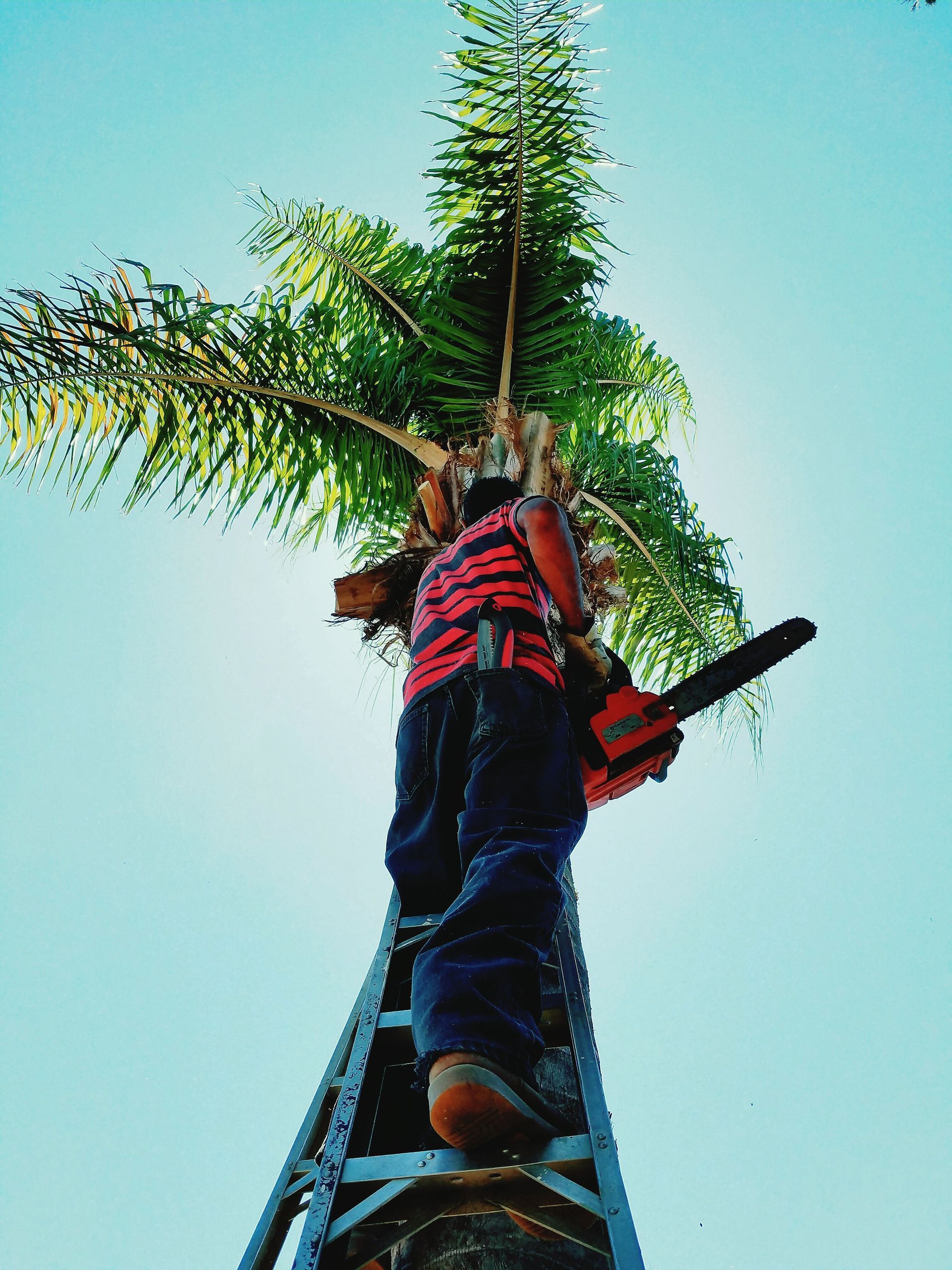 A man on a ladder cutting a tree with a chainsaw