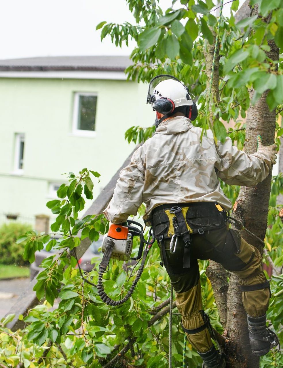 A man is climbing a tree with a chainsaw.