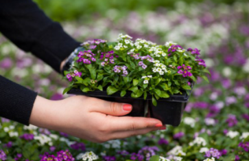 Planting purple and white annual flowers in garden in Cheyenne