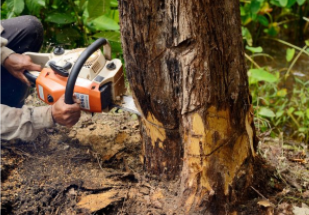 Tree Service man cutting down tree in Cheyenne WY