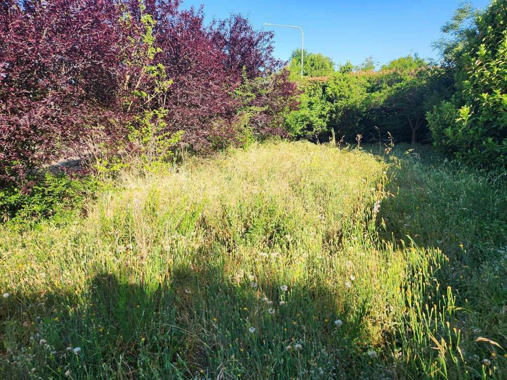 Before A Field Of Tall Grass With Purple Trees In The Background — Canberra Home and Garden Maintenance in Tuggeranong ACT