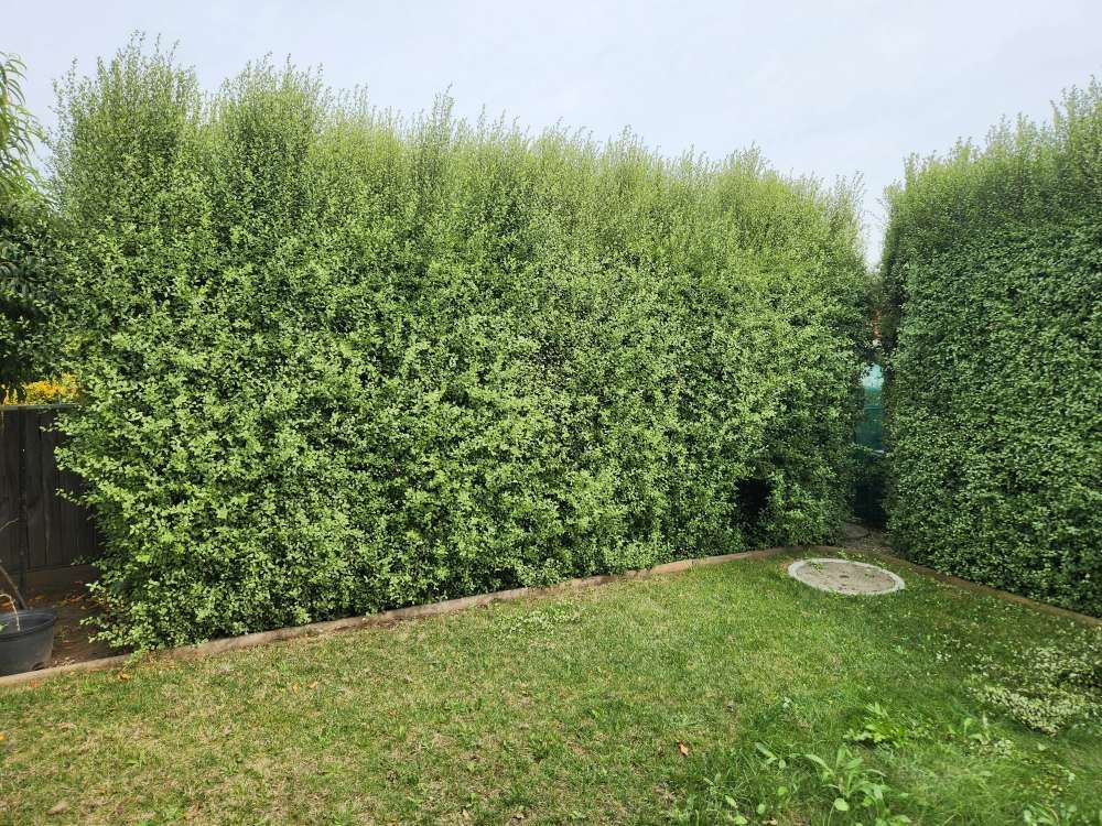 Before A Lush Green Hedge Surrounds A Lush Green Lawn In A Backyard — Canberra Home and Garden Maintenance in Tuggeranong ACT
