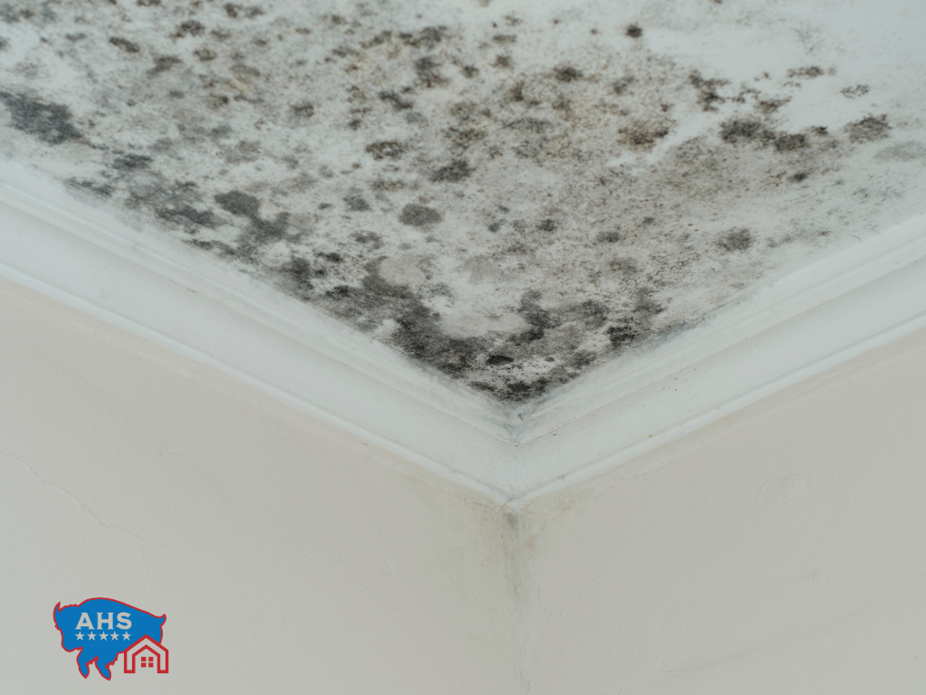 Mold growth on a white ceiling with decorative trim; a corner of the wall is also visible.