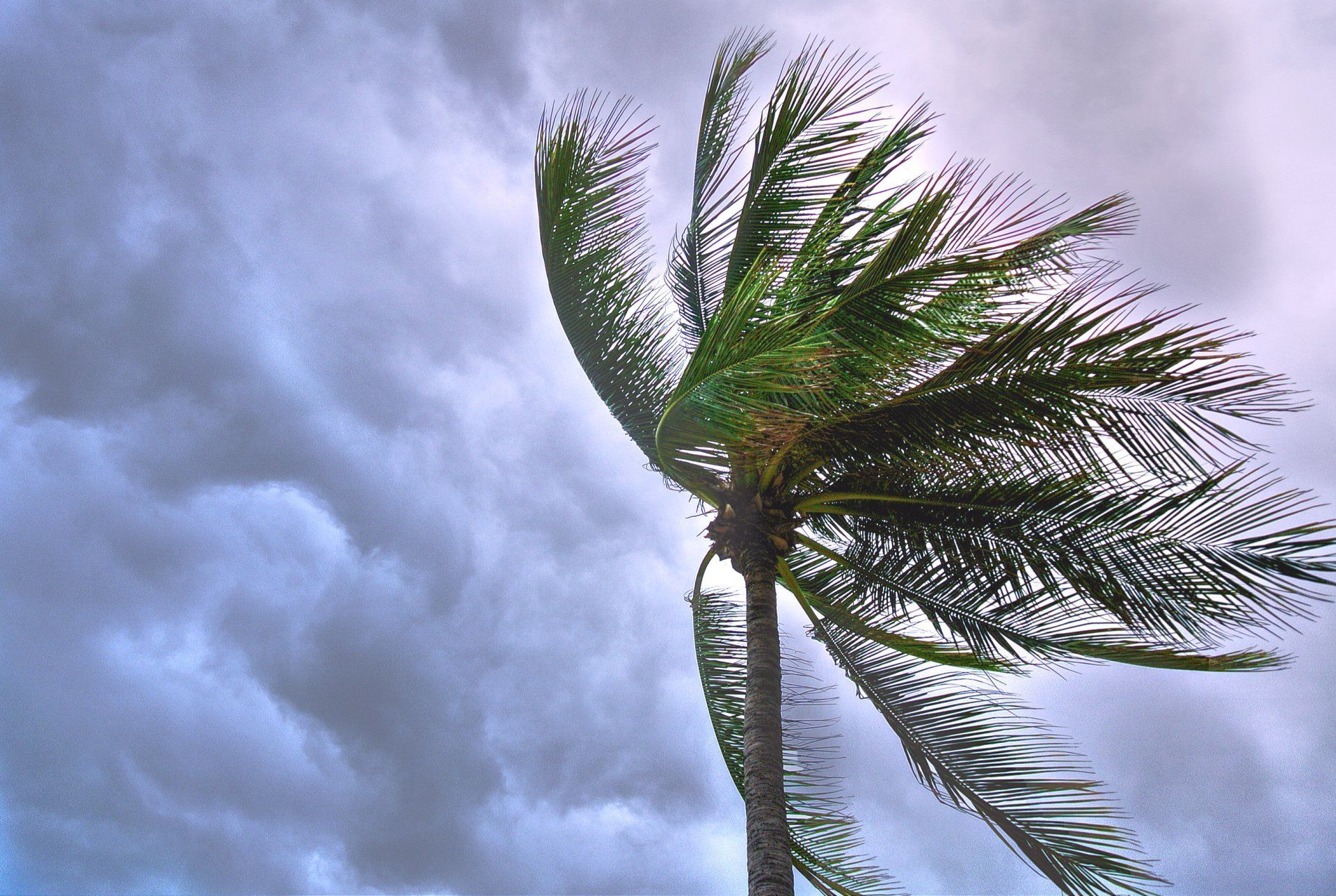 A palm tree is blowing in the wind on a cloudy day
