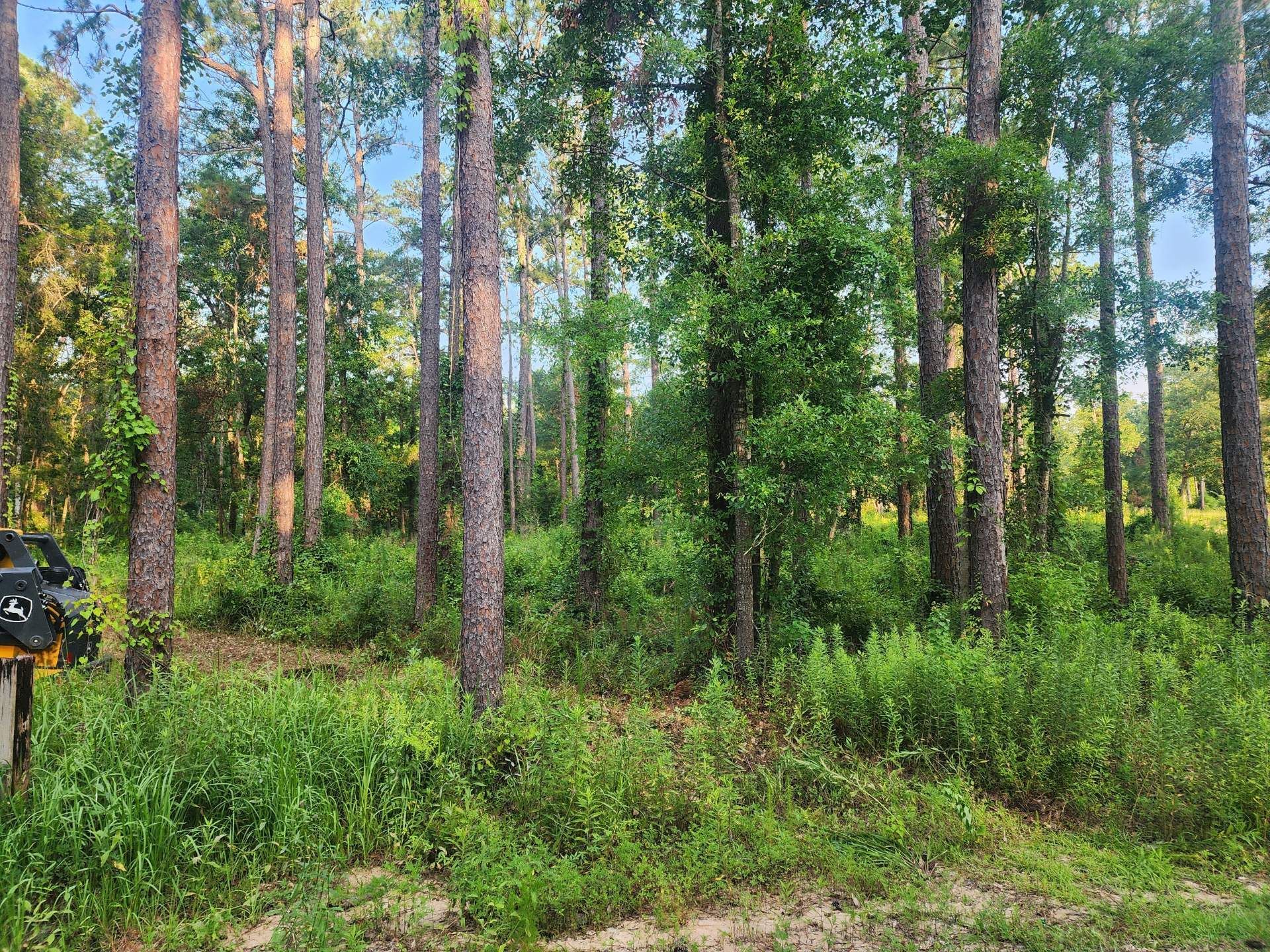 Lush green forest with tall trees and dense undergrowth under a bright sky.