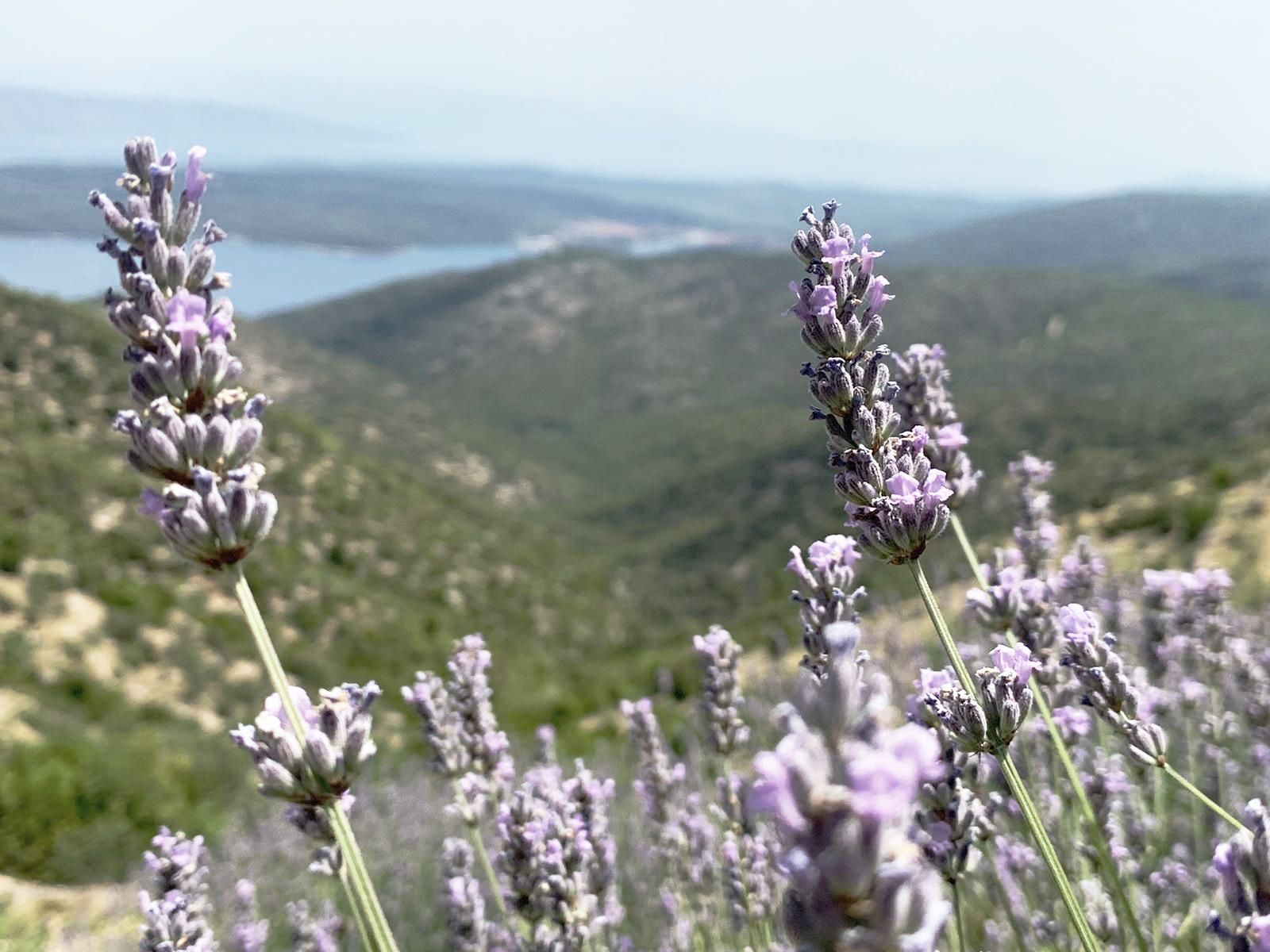 A field of lavender flowers with mountains in the background.